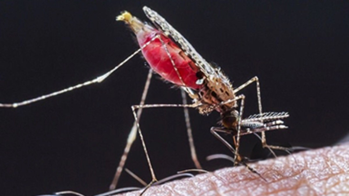 A malária é transmitida através da picada da fêmea do mosquito do gênero Anopheles infectada por uma ou mais espécies de protozoário do gênero Plasmodium A malária é transmitida através da picada da fêmea do mosquito do gênero Anopheles infectada por uma ou mais espécies de protozoário do gênero Plasmodium