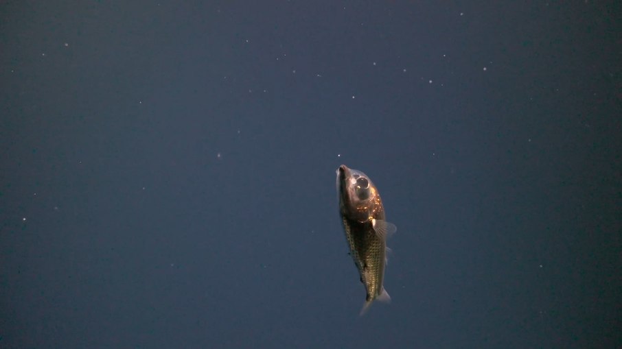 Peixe olho-de-barril