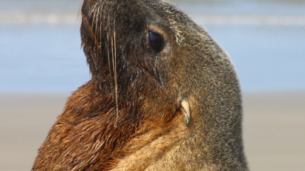 Animal havia ficado encalhado na praia da Enseada, em Guarujá