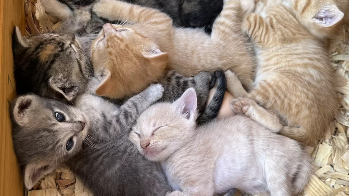 Gata levou filhotes até galinheiro para protegê-los de tempestade