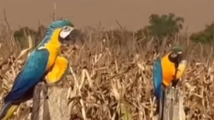 Araras são flagradas comendo milho em área rural de MS