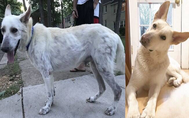 Antes e depois de Mowgli ser adotado