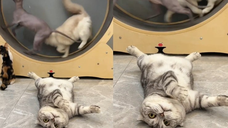 Gato 'dá pane' em hora de exercício e diverte internautas; vídeo