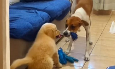 Cachorro ganha irmão e transforma casa em palco de brincadeiras