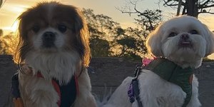 https://canaldopet.ig.com.br/2026-10-13/shih-tzu-viraliza-ao-procurar-seu-companheiro-pela-casa.html