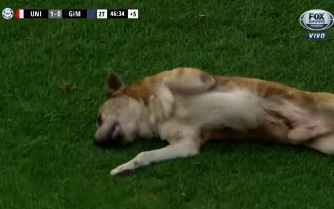 Cachorro invade campo de futebol