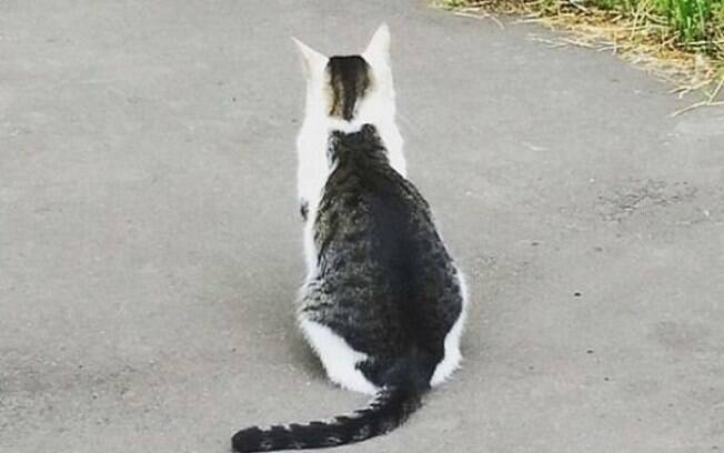 Gatinho tem chamado atenção na internet por conter um gato desenhado nas suas costas