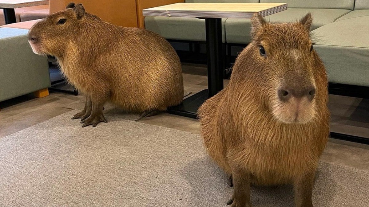 No Cafe Capyba, em Tóquio, é possível se alimentar na companhia de dois inusitados animais