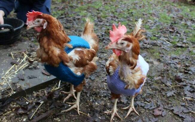 As galinhas da faculdade ganharam roupinhas para se protegerem do frio 