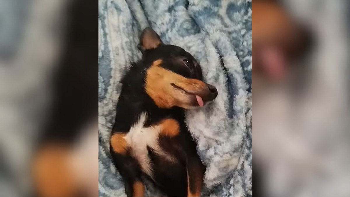 Cachorro se mostra “esgotado” mesmo sem ter feito nada Cachorro se mostra “esgotado” mesmo sem ter feito nada