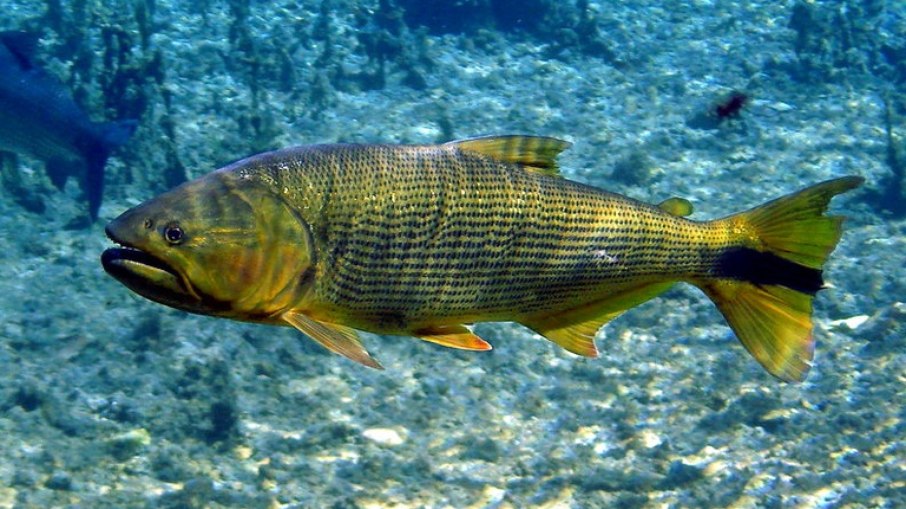 Dourado (Salminus brasiliensis). Dourado (Salminus brasiliensis).