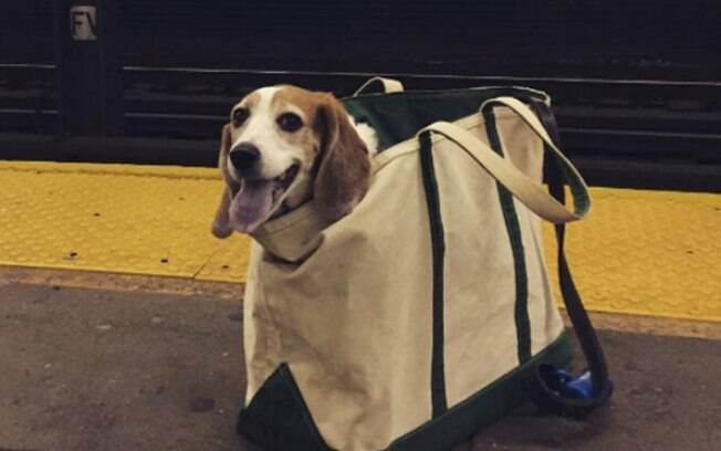 As pessoas deram um jeito de entrar com seus cachorros no metrô de Nova York