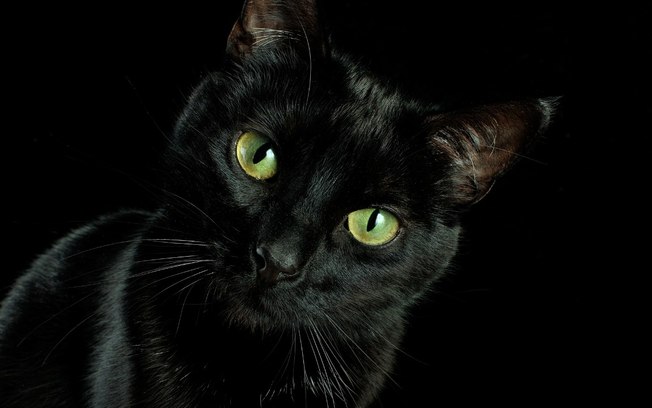30 ideias de nomes para gatos pretos que vão te conquistar