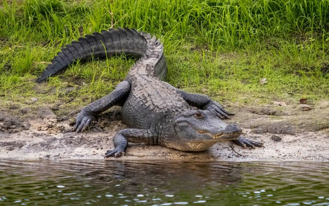 Animais vertebrados: veja quais são e conheça as suas características