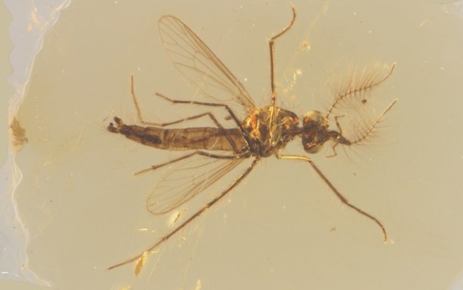 Fóssil mais antigo de mosquito do mundo é encontrado preservado em âmbar