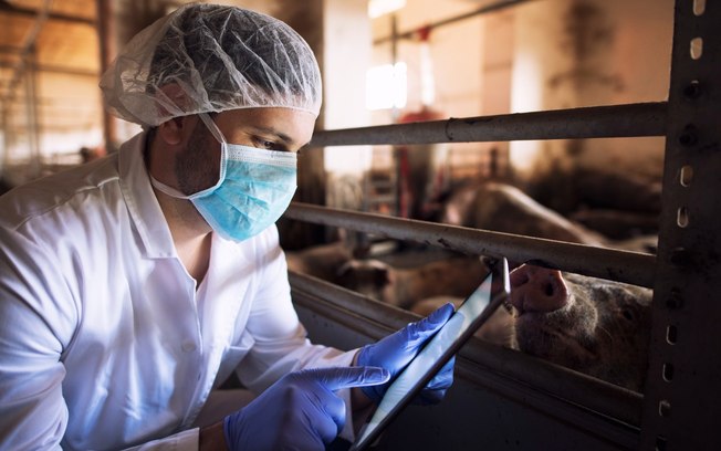 Frigoríficos investem mais em rastreabilidade da carne suína