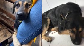 Cachorro que abraçou perna de veterinária no RS encontra tutor