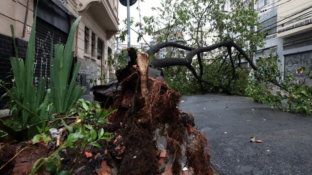 Defesa Civil alerta para risco de rajadas de vento que poderão provocar queda de árvores