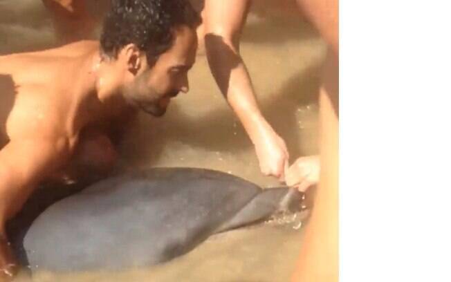 Golfinho tem a vida salva graças a banhistas na praia de El Buzo