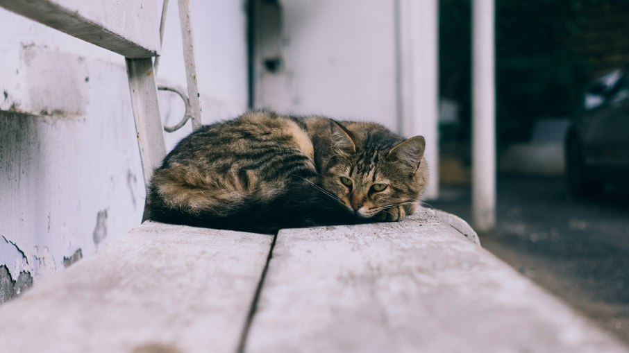 Deixar o gato solto pode reduzir o tempo de vida do animal