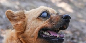 Técnica com pele de tilápia trata cegueira em cães; entenda