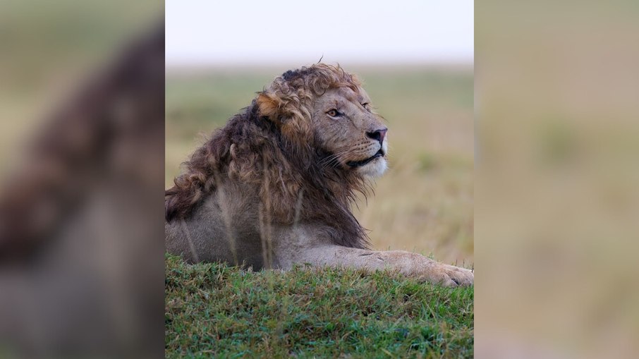 Leão com juba cacheada impressiona e viraliza nas redes