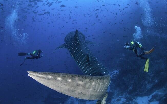 O turismo na Costa Rica gira muito em torno da riqueza da sua fauna marítima - você pode até nadar com tubarões baleia