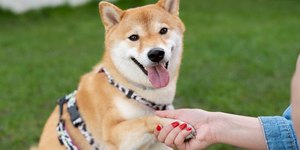Estudo revela quantas palavras um cachorro entende