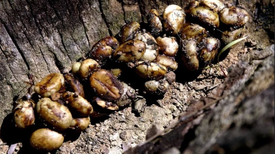 Os grãos de café são ingeridos por civetas, passam pelo sistema digestivo do animal e são posteriormente excretados nas fezes, sendo então coletados, limpos e torrados para a produção de um café exótico conhecido como Kopi Luwak.