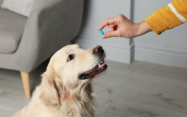 8 dicas para evitar pulgas e carrapatos no cachorro