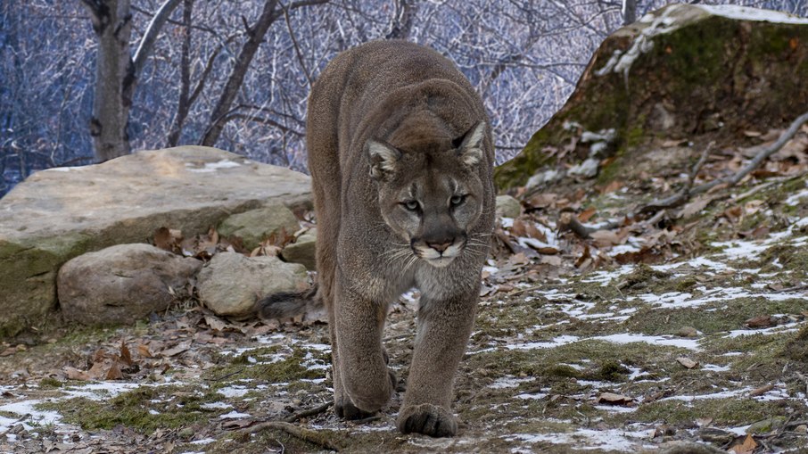 Puma