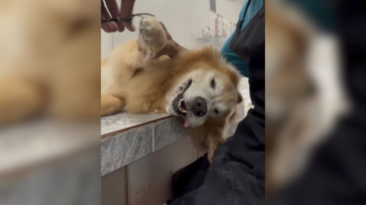 Spa day ou preguiça? Golden se derrete durante tosa das patinhas