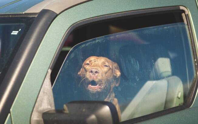 Deixar cães dentro do carro é uma atitude cruel