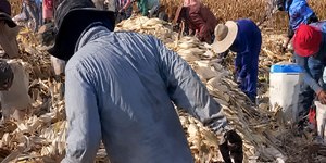 Goiás: 55 trabalhadores são resgatados em lavoura de milho