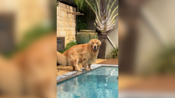 Golden desobedece tutora e entra na piscina após insistência