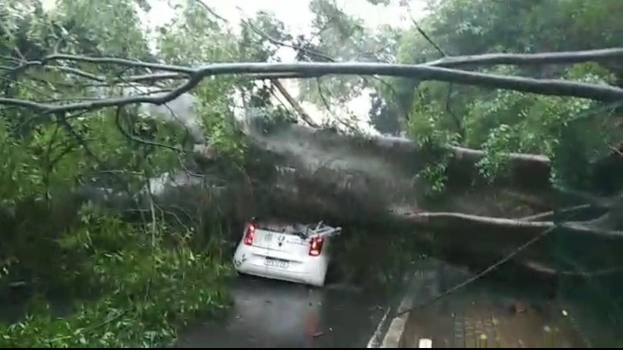 Chuvas podem fazer árvores caírem e atingir carros estacionados ou em movimento