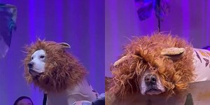 Cão rouba cena durante apresentação de "Rei Leão" na escola