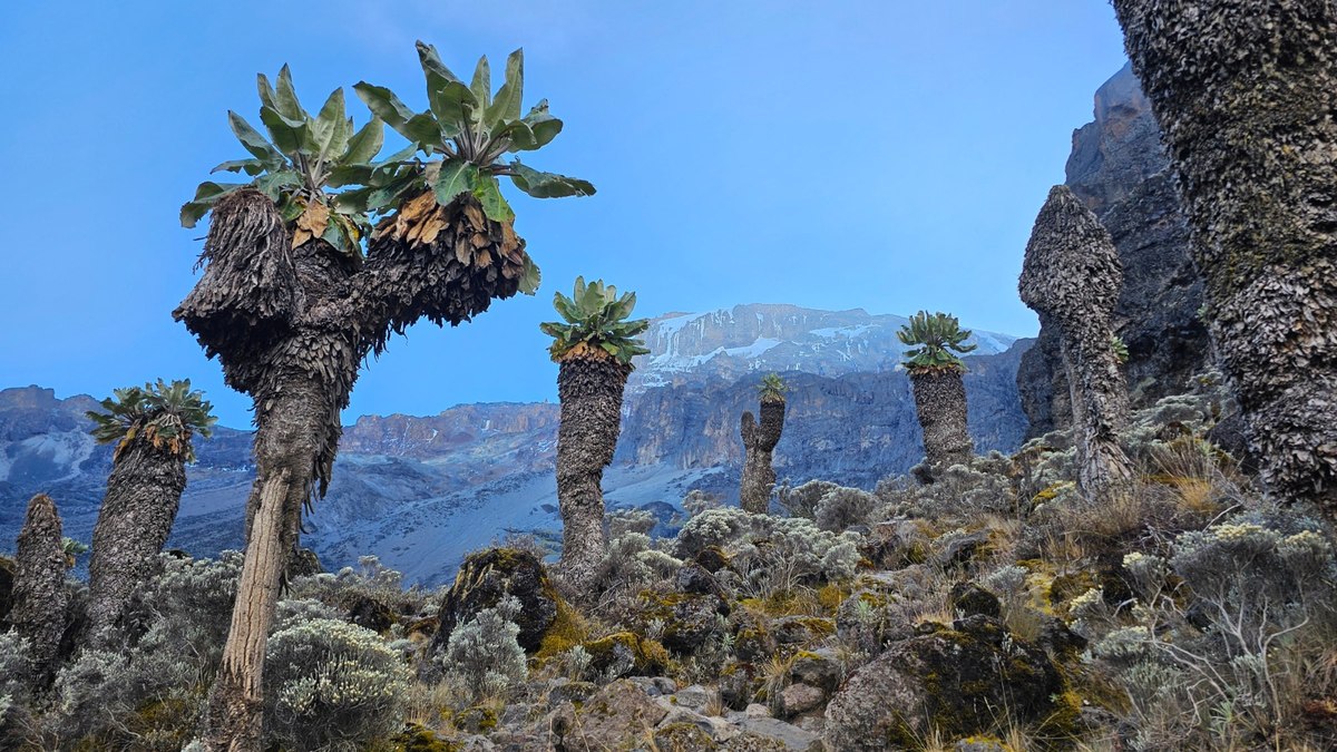 Cume do Kilimanjaro visto desde uma floresta de Senecios