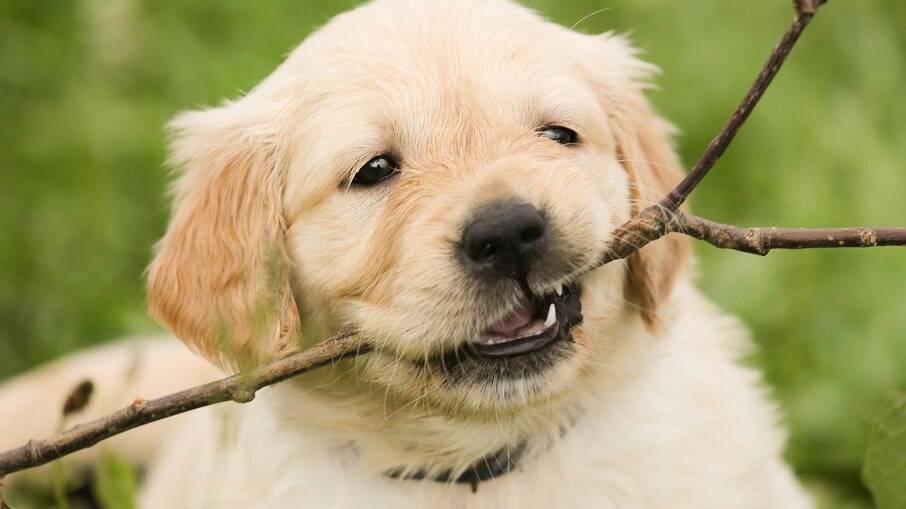 Golden Retrievers possuem um temperamento muito alegre e são bastante dóceis 