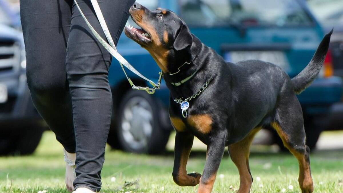 O tutor de um Rwottweiler deve levar o animal para passeios diários O tutor de um Rwottweiler deve levar o animal para passeios diários
