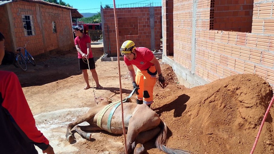 Cavalo é resgatado de fossa por bombeiros