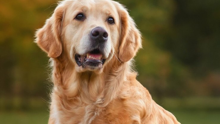 10 curiosidades sobre o cachorro golden retriever
