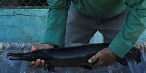 Espécie de peixe de 150 milhões de anos é descoberto ainda viva