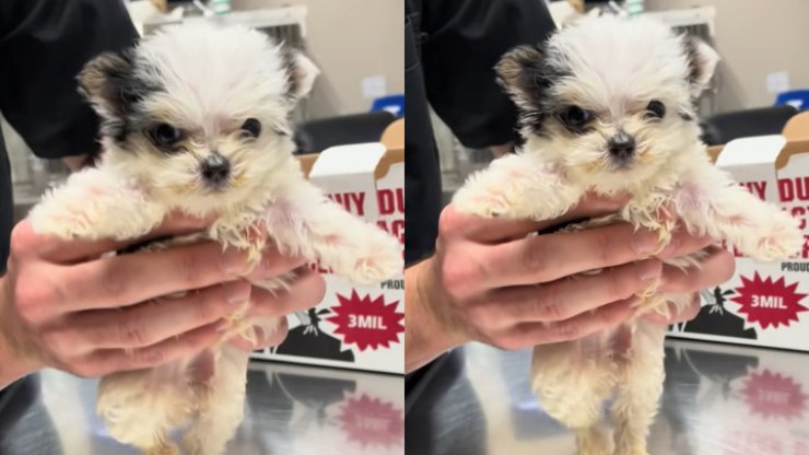 Internautas se derretem por cãozinho dançante: "Fofinho"