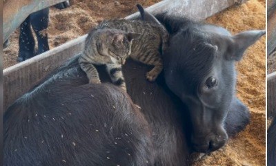 Amizade entre gato e vaca encanta a web