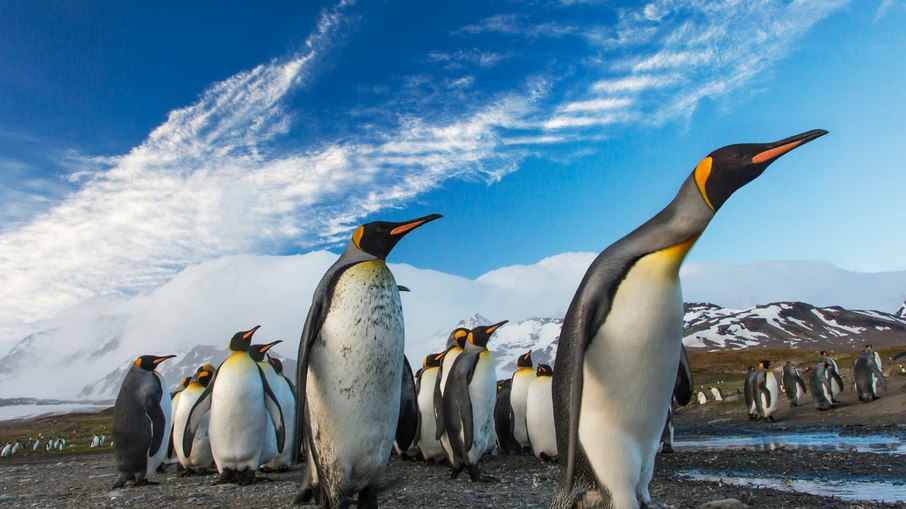 Pinguins-imperadores
