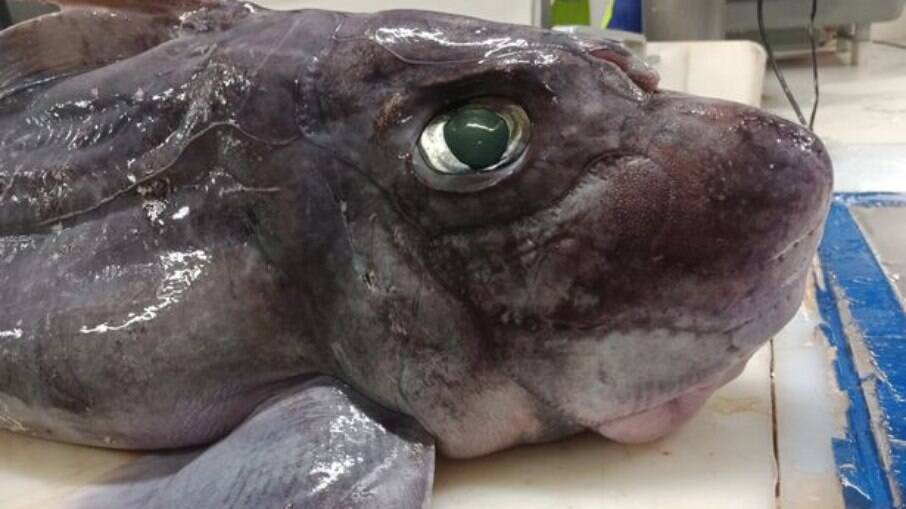 'Tubarão fantasma' foi avistado na Nova Zelândia