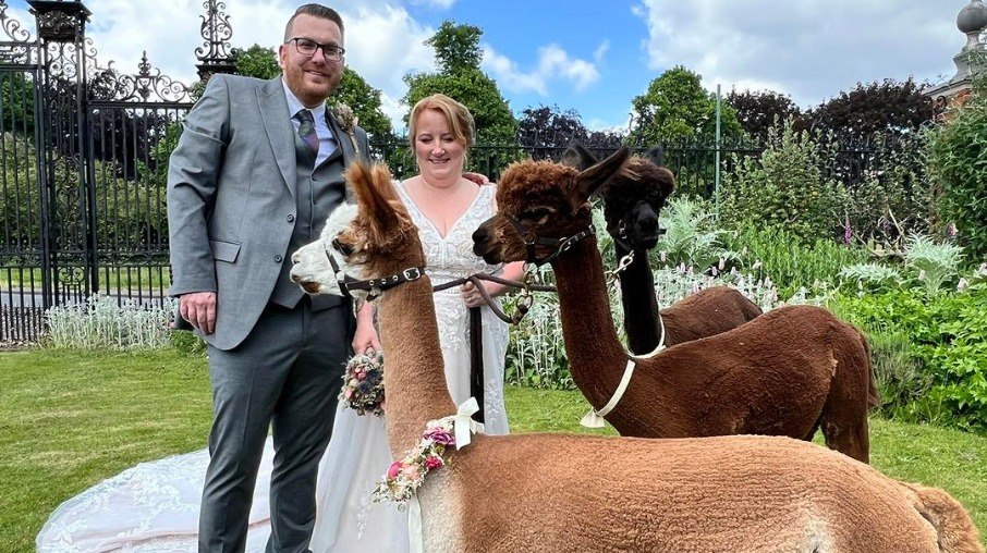 Fazenda oferece casamentos de alpaca: animais usam laços para se misturar com os convidados