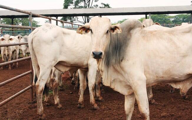 IBGE: abate bovino teve redução em 2016