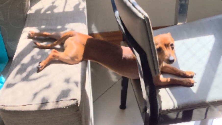 Cachorrinha viraliza ao inovar na posição para o banho de sol Cachorrinha viraliza ao inovar na posição para o banho de sol